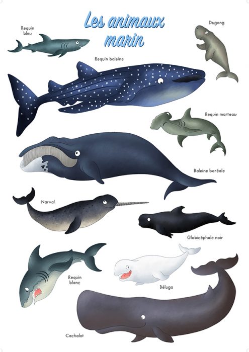 Imagier des animaux marins des mers et des océans