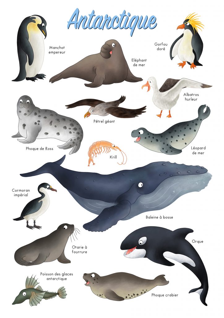 Imagier des animaux du pôle sud antarctique