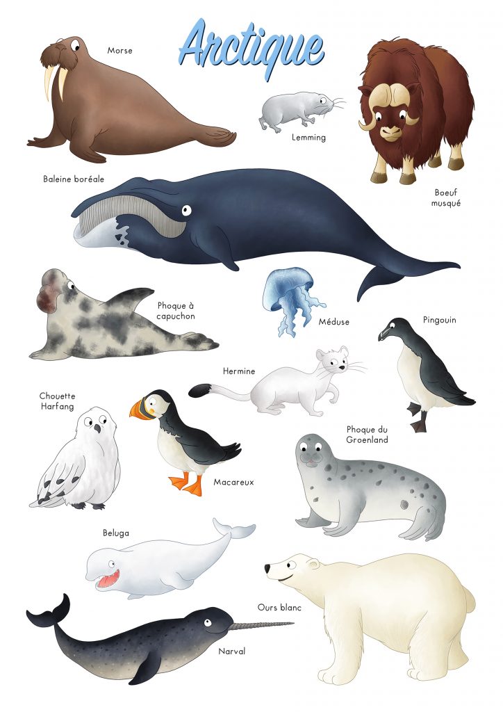 Imagier des animaux de l'Arctique pole nord
