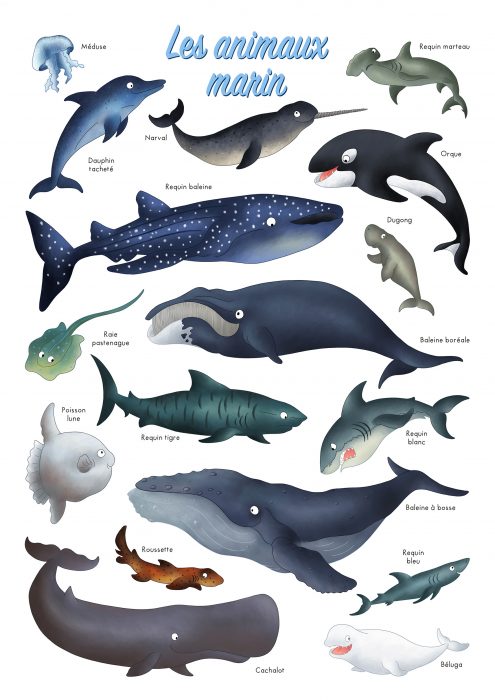Imagier des animaux marins des mers et des océans format A3